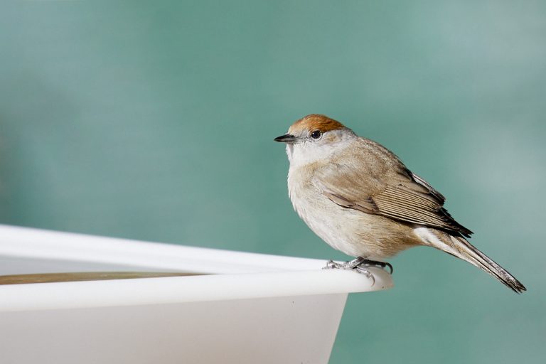 Sylvia atricapilla - Curruca capirotada