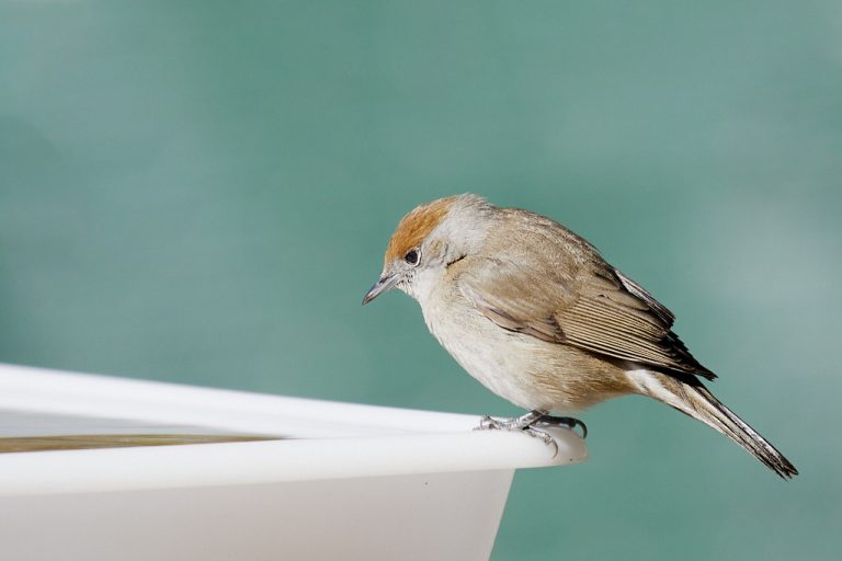 Sylvia atricapilla - Curruca capirotada