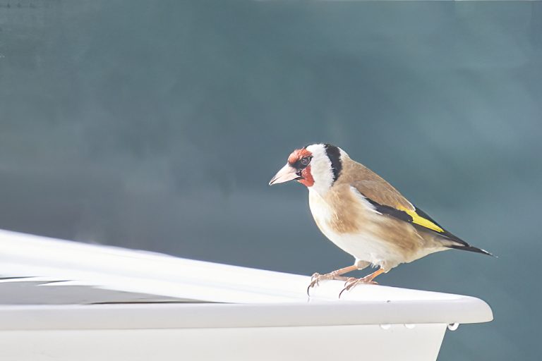 Carduelis carduelis - Jilguero