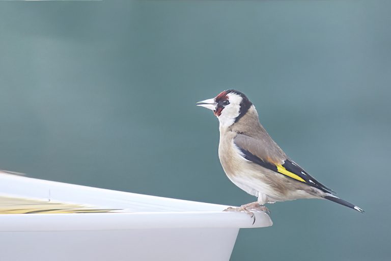 Carduelis carduelis - Jilguero