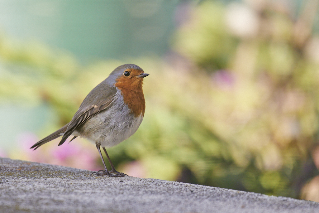 Erithacus rubecula - Petirrojo europeo