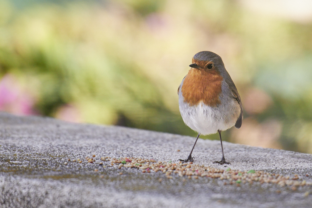 Erithacus rubecula - Petirrojo europeo