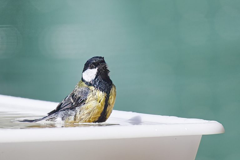 Parus major - Carbonero