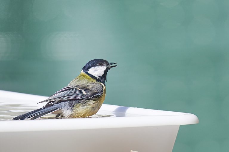 Parus major - Carbonero