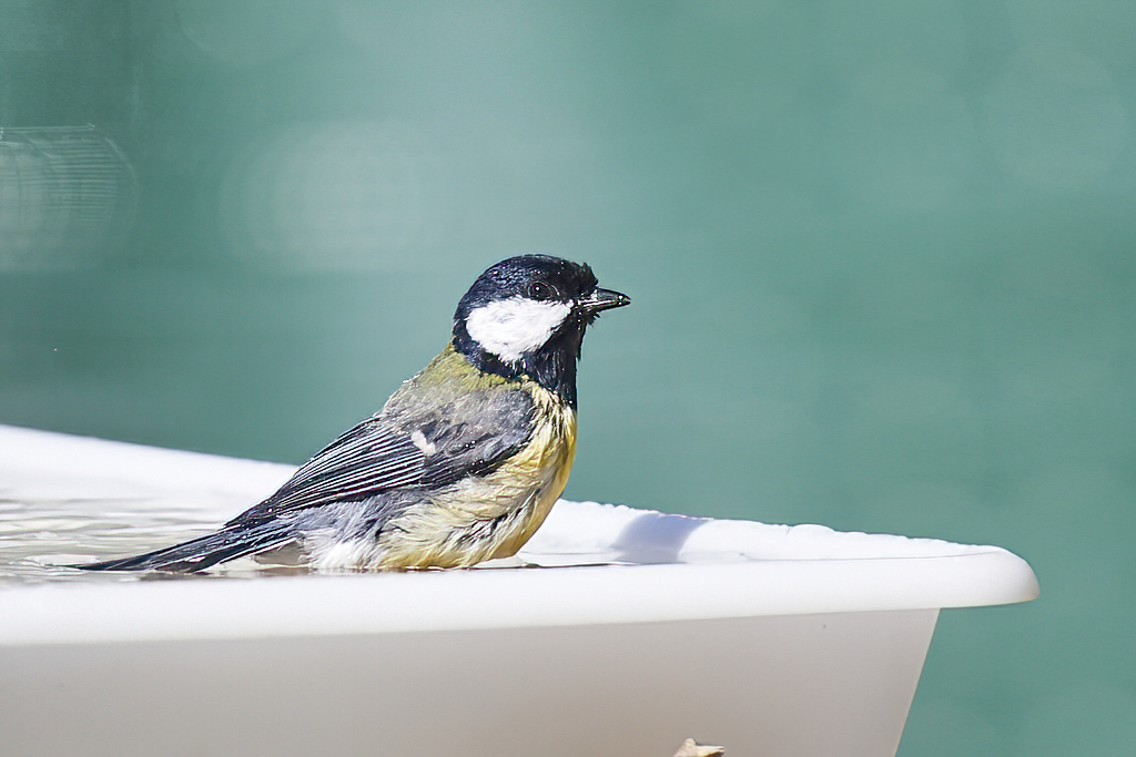 Parus major - Carbonero