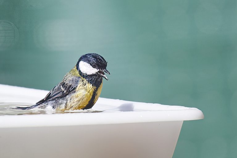 Parus major - Carbonero