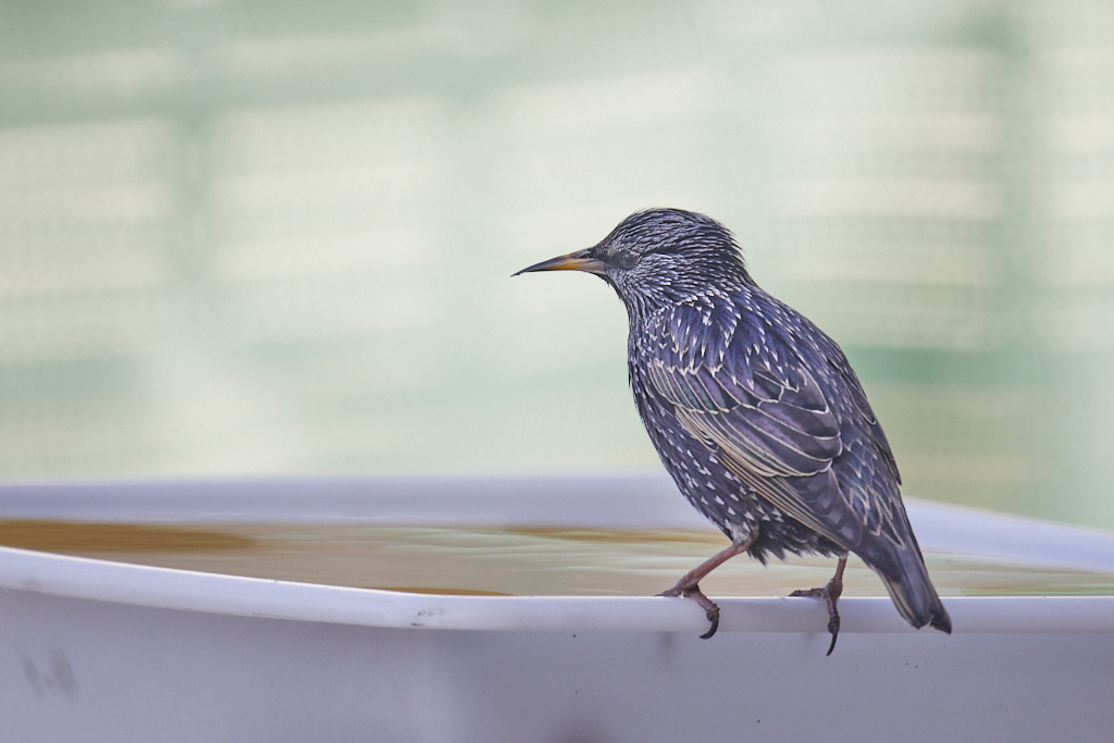 Sturnus vulgaris - Estornino pinto