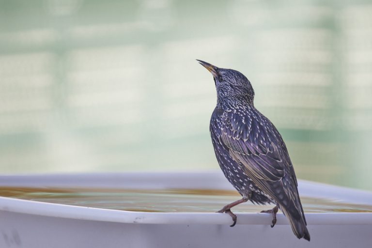 Sturnus vulgaris - Estornino pinto