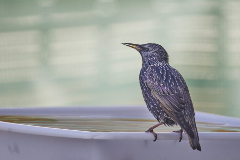 Sturnus vulgaris - Estornino pinto