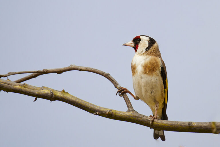 Carduelis carduelis - Jilguero