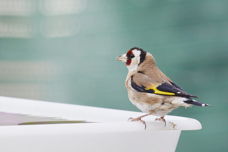 Carduelis carduelis - Jilguero