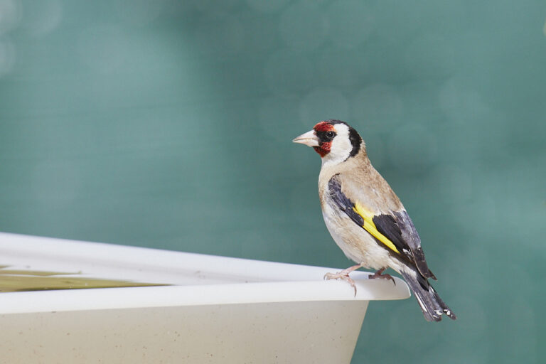 Carduelis carduelis - Jilguero