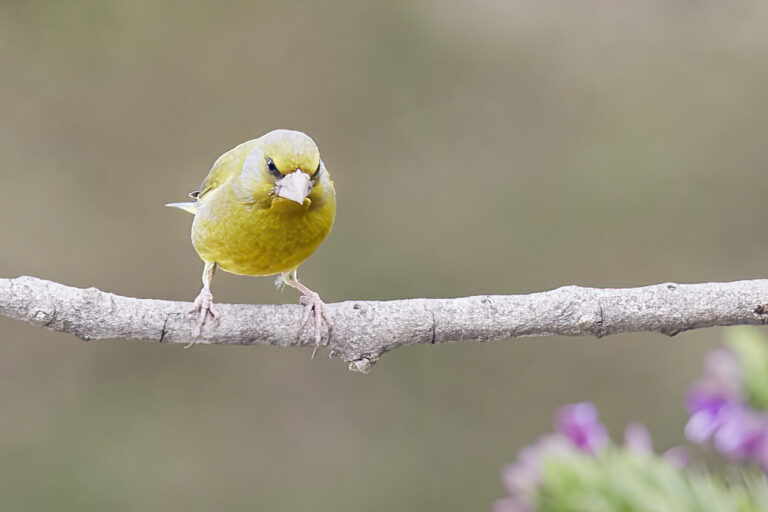 Chloris chloris - Verderón común