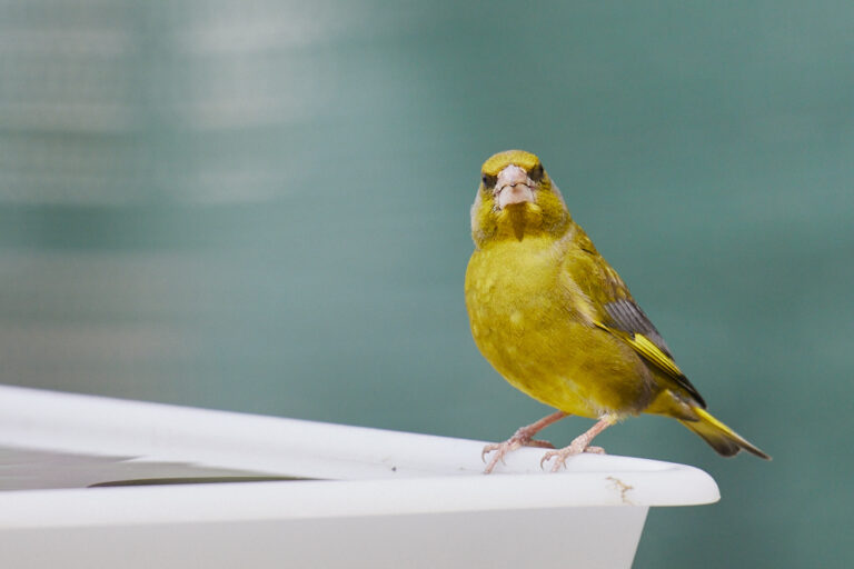 Chloris chloris - Verderón común