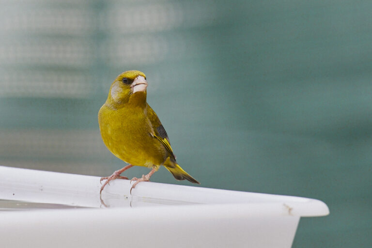 Chloris chloris - Verderón común