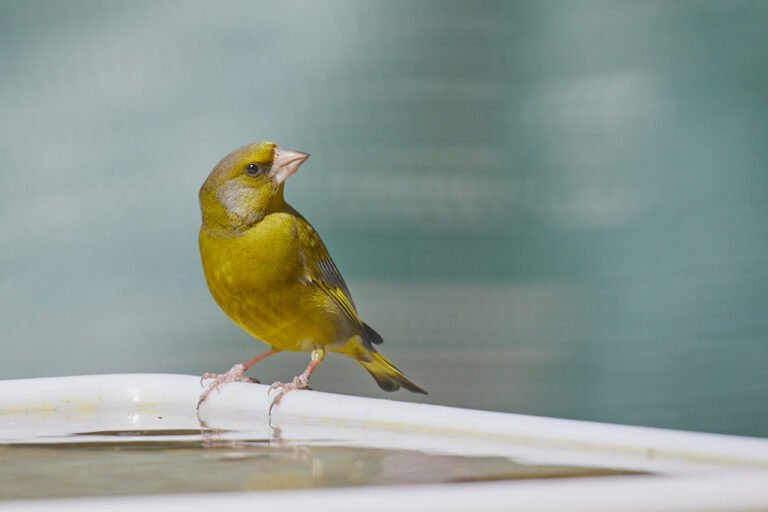 Chloris chloris - Verderón común