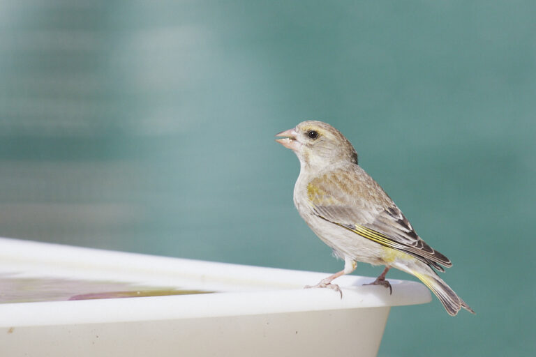 Chloris chloris - Verderón común