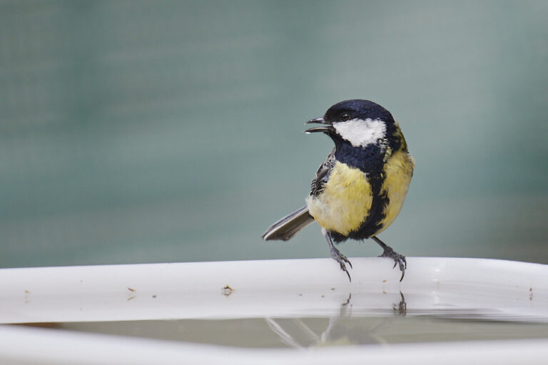 Parus major - Carbonero común