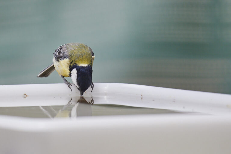 Parus major - Carbonero común