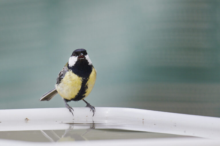 Parus major - Carbonero común