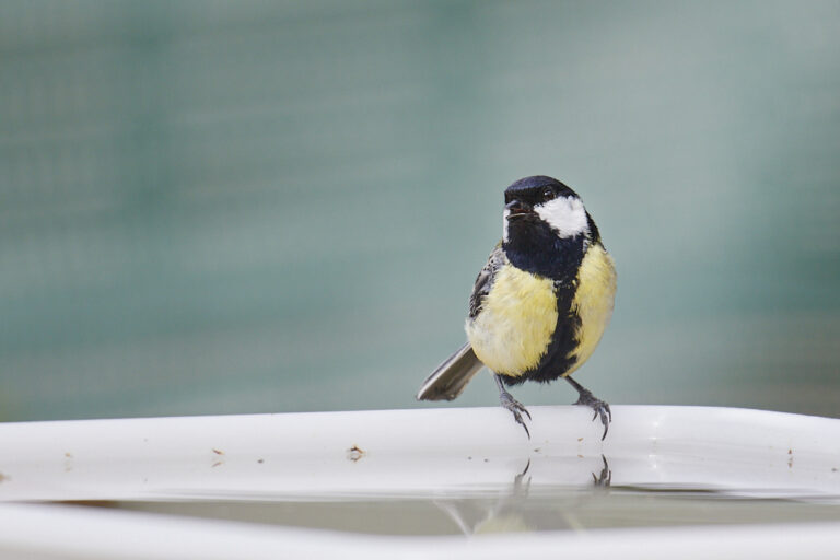 Parus major - Carbonero común