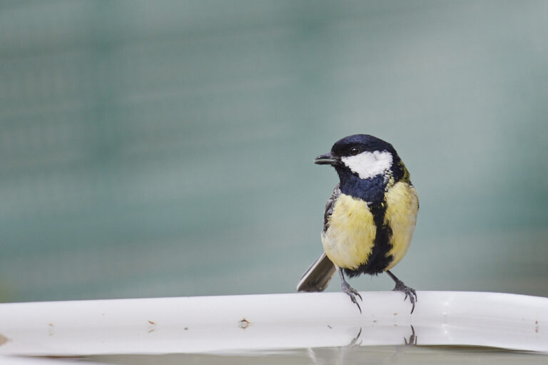 Parus major - Carbonero común