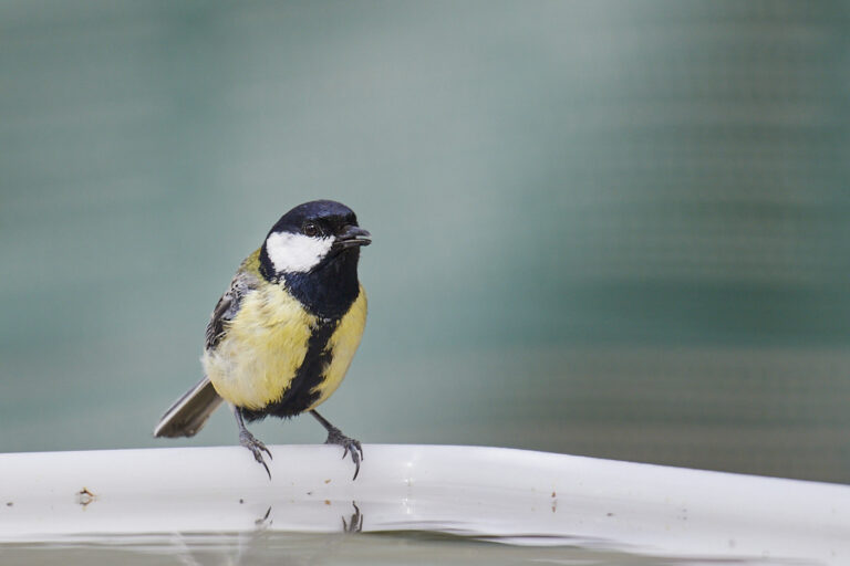 Parus major - Carbonero común