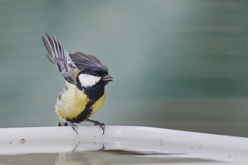 Parus major - Carbonero común