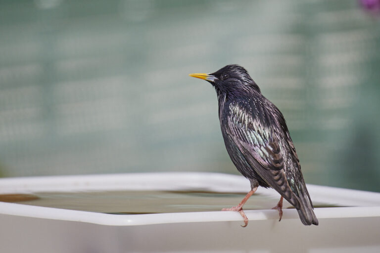 Sturnus unicolor - Estornino negro