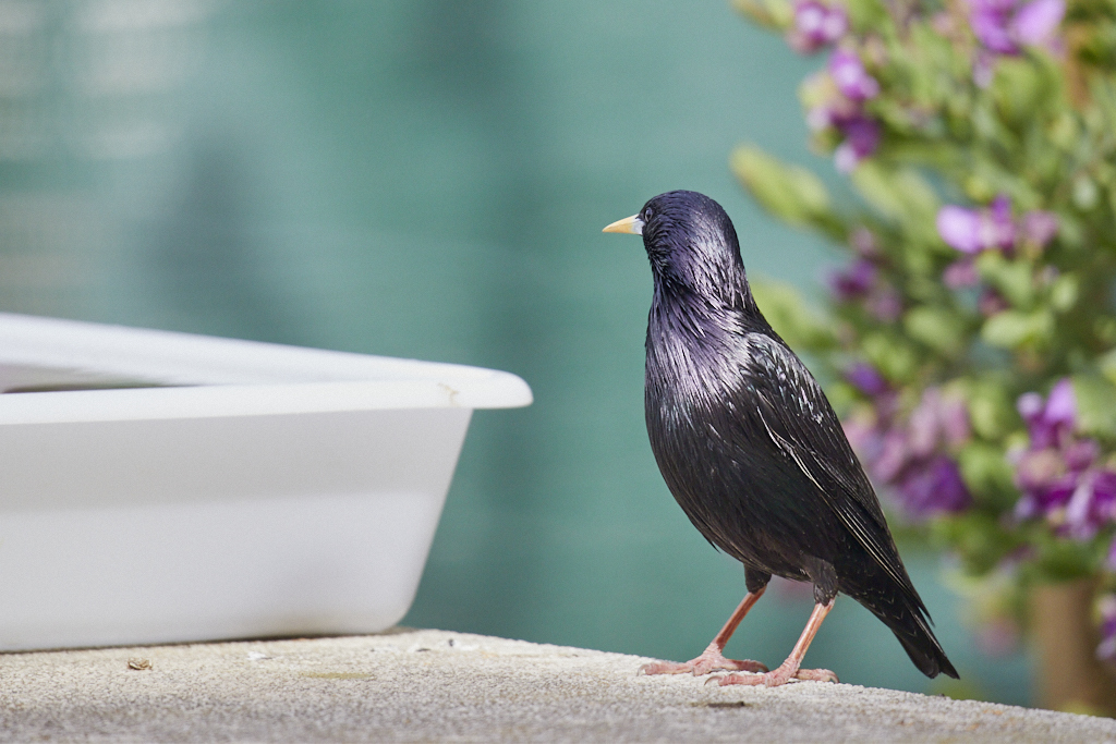 Sturnus unicolor - Estornino negro