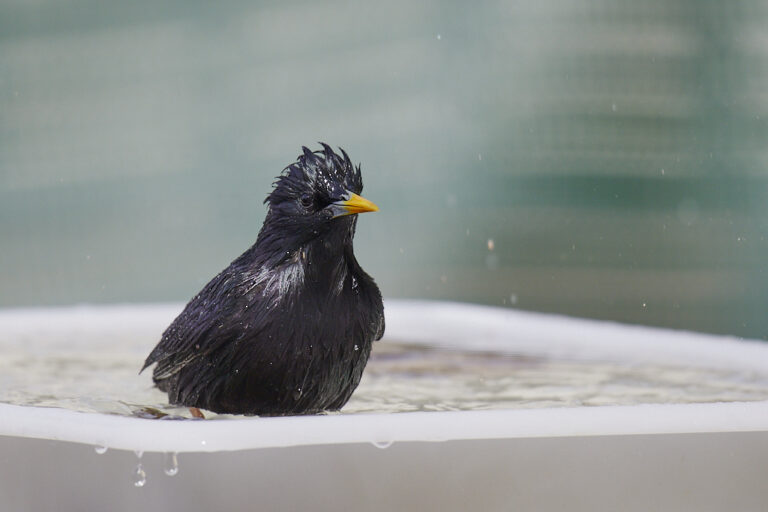 Sturnus unicolor - Estornino negro