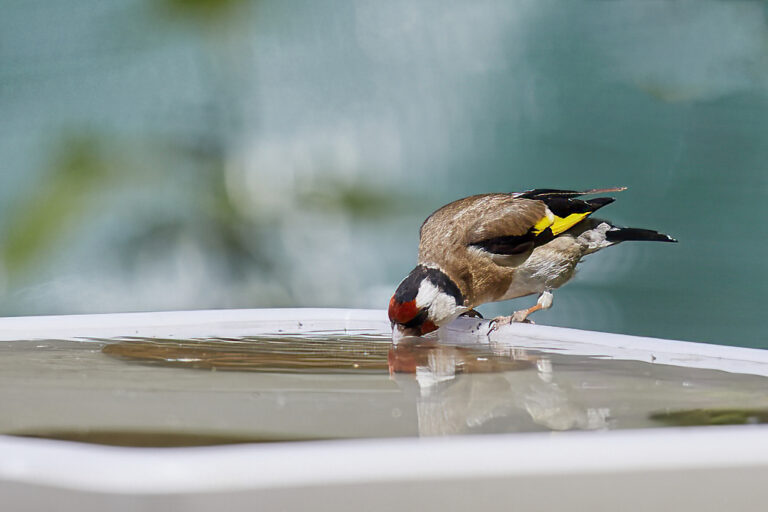 Carduelis carduelis - Jilguero