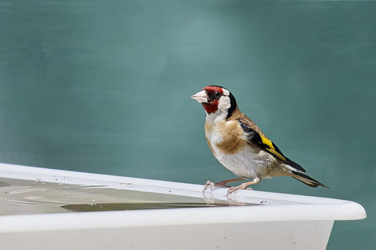 Carduelis carduelis - Jilguero