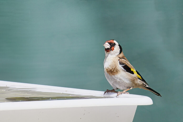 Carduelis carduelis - Jilguero