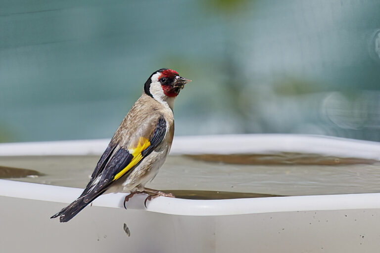 Carduelis carduelis - Jilguero