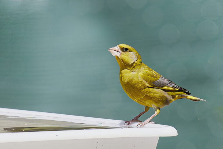 Chloris chloris - Verderón común