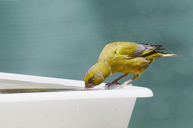 Chloris chloris - Verderón común