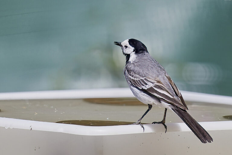 Motacilla alba - Lavandera blanca