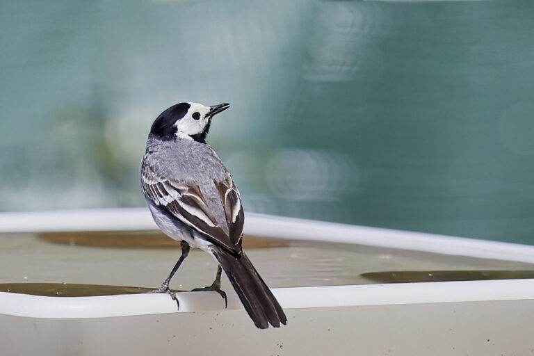 Motacilla alba - Lavandera blanca