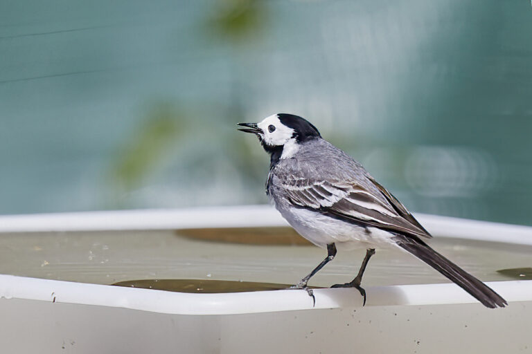 Motacilla alba - Lavandera blanca