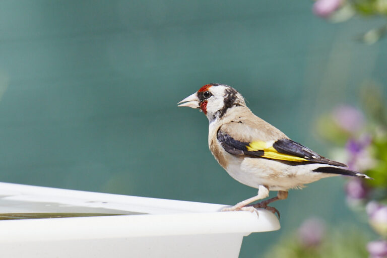 Carduelis carduelis - Jilguero