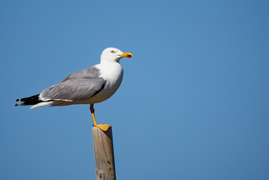 Larus fuscus - Gaviota sombría