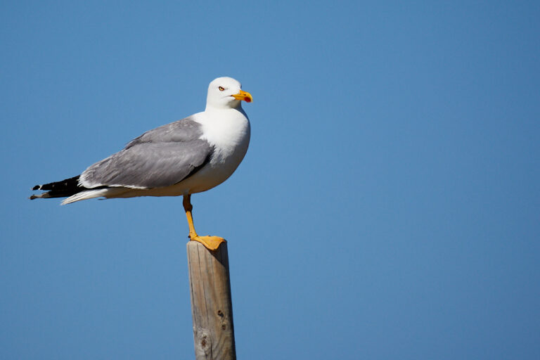 Larus fuscus - Gaviota sombría