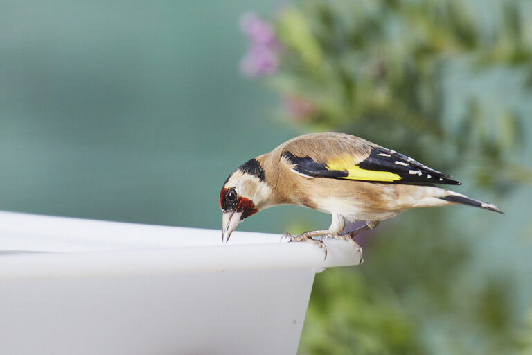 Carduelis carduelis - Jilguero