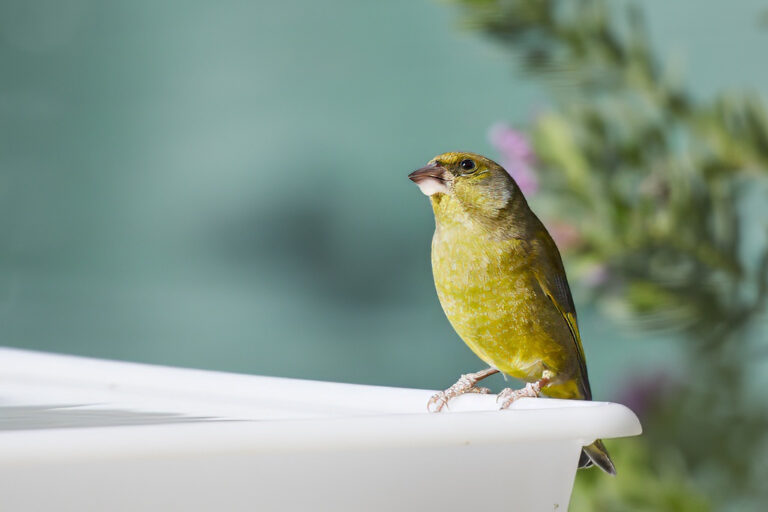 Chloris chloris - Verderón común