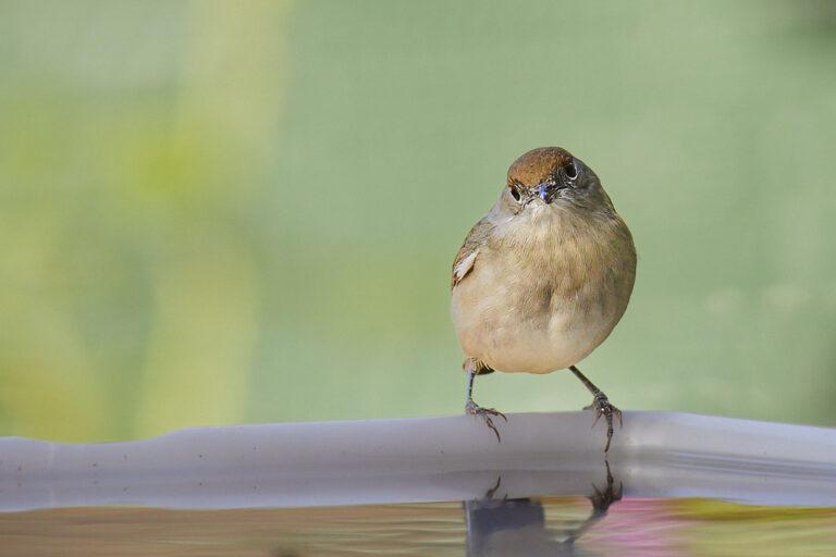 Sylvia atricapilla - Curruca capirotada