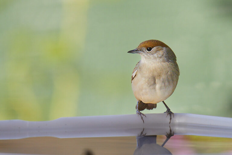 Sylvia atricapilla - Curruca capirotada