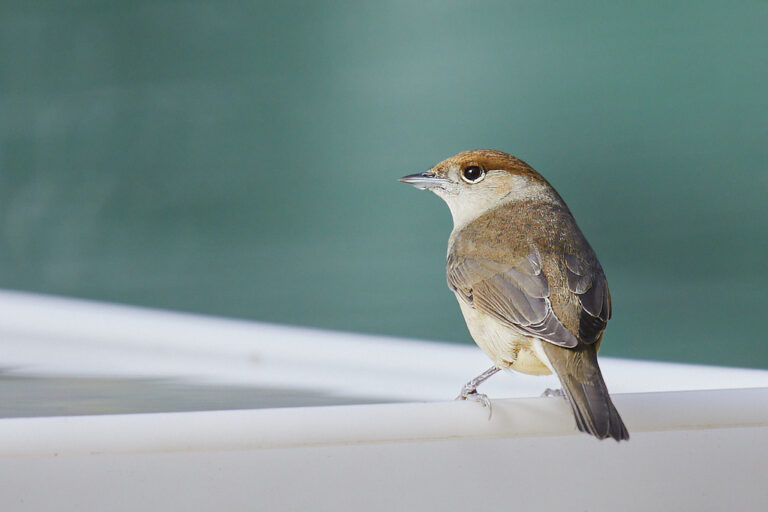 Sylvia atricapilla - Curruca capirotada