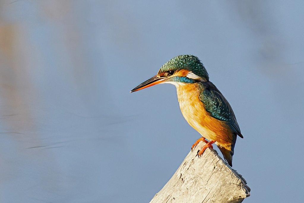 Alcedo atthis - Martín pescador