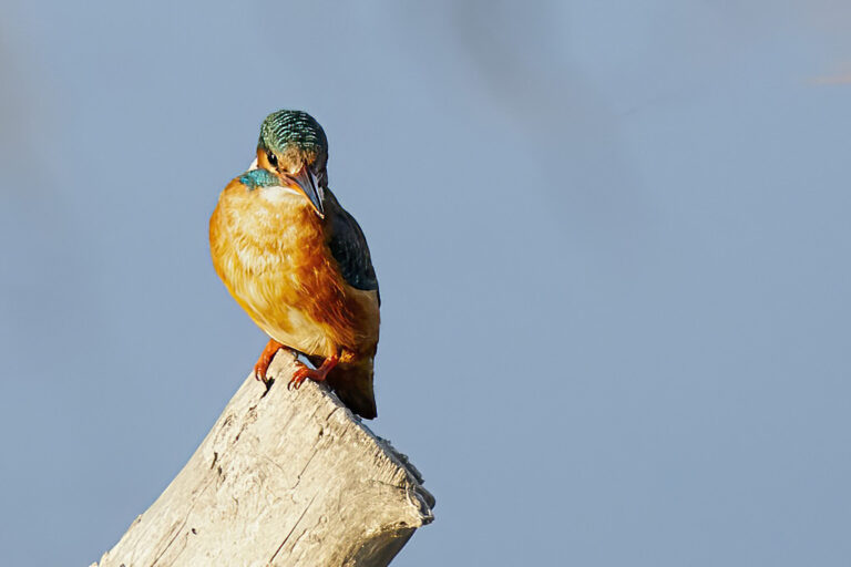 Alcedo atthis - Martín pescador